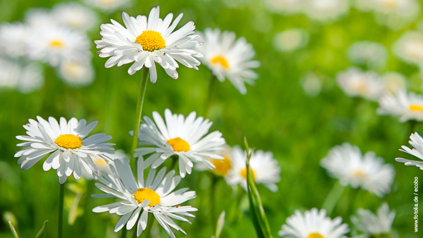 Öffnungszeiten Josefstag 2021